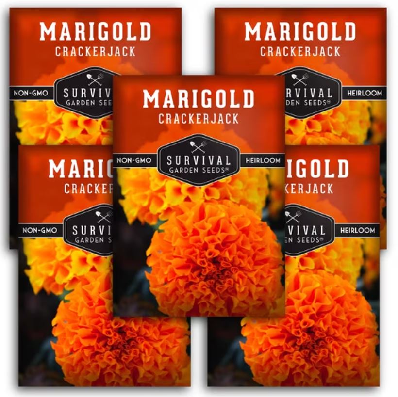 Marigold Seeds